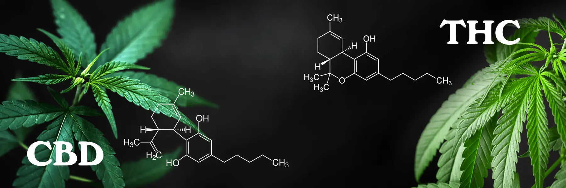 CBD VS THC: ¿tienen el mismo efecto en el cuerpo?
