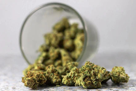 ¿El CBD es una droga?