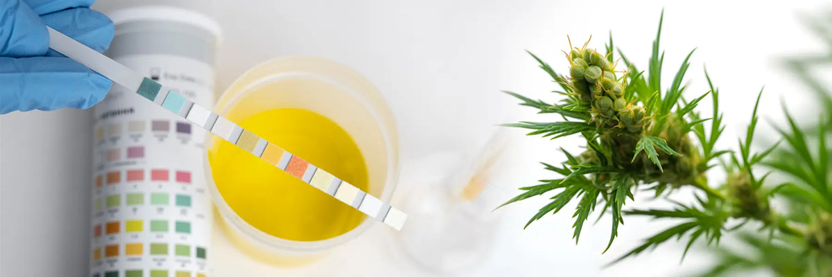 ¿El CBD puede aparecer en el antidoping?