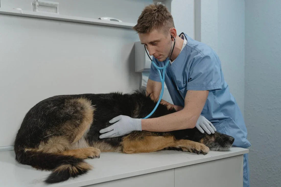 CBD para perros, ¿Para qué sirve?