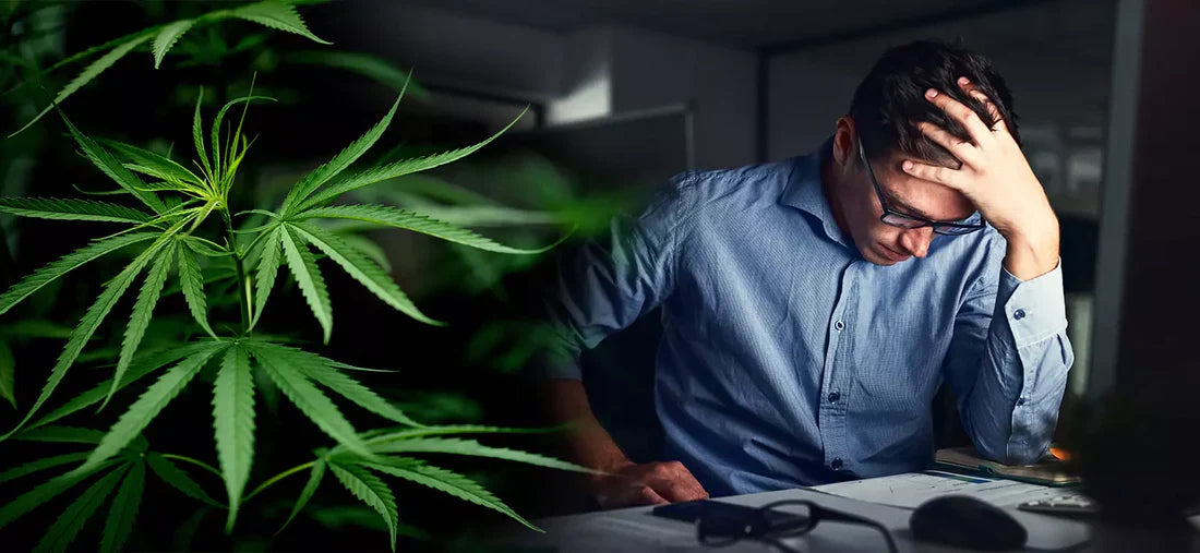 CBD vs. estrés laboral