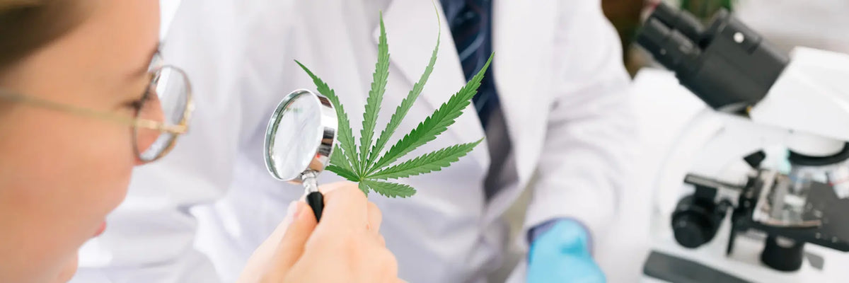 5 Estudios sobre el CBD y cannabinoides