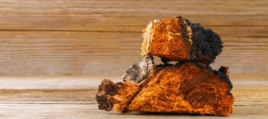 Usos y beneficios del hongo chaga