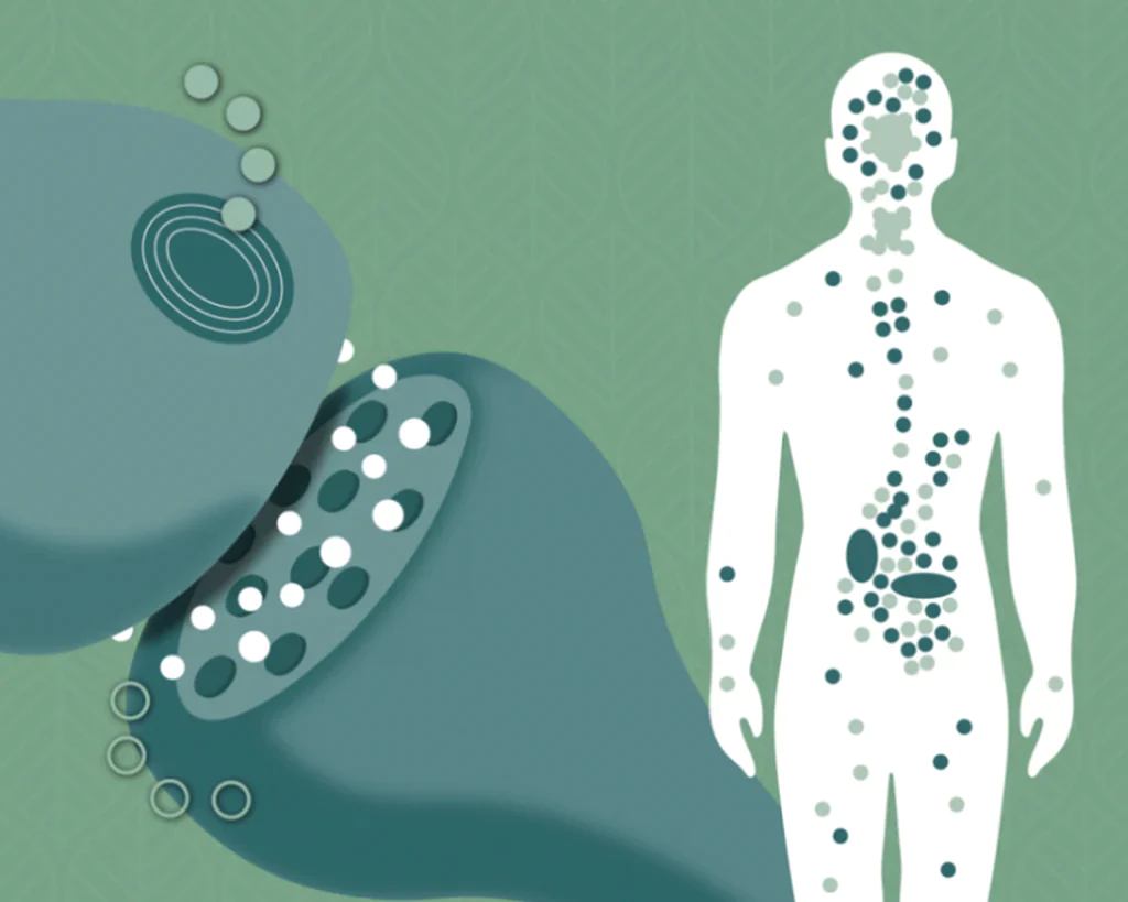 CBD y sistema endocannabinoide