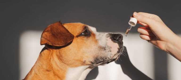 Uso de CBD en mascotas