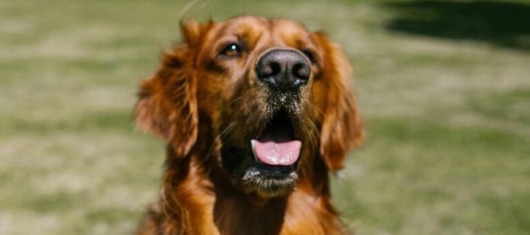 Mascotas con problemas emocionales