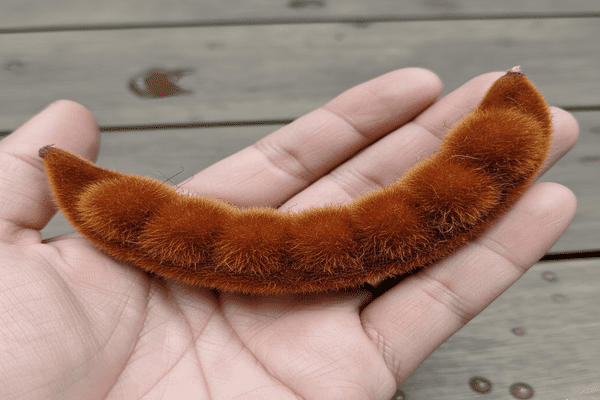 Beneficios de la Mucuna Pruriens