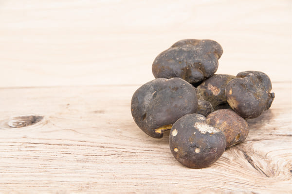 Qué es la Mucuna Pruriens