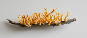Hongo cordyceps